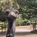 Hendrik