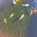 Koi-Teich